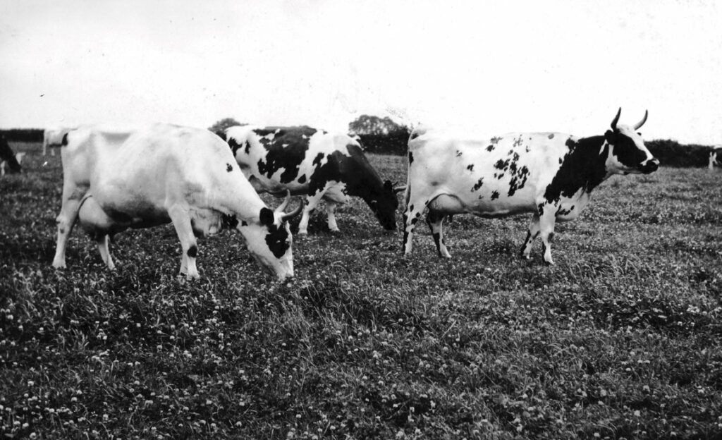Ayrshire cows in clover on West Court Farm 1950s (photo courtesy of JCW)